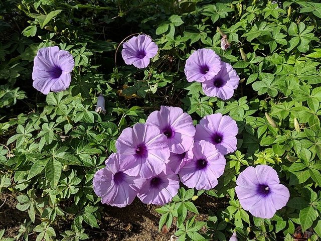 R (2) Ipomoea cairica, Cairo morning glory or coast morning glory 0.8-0.1m - Image 1
