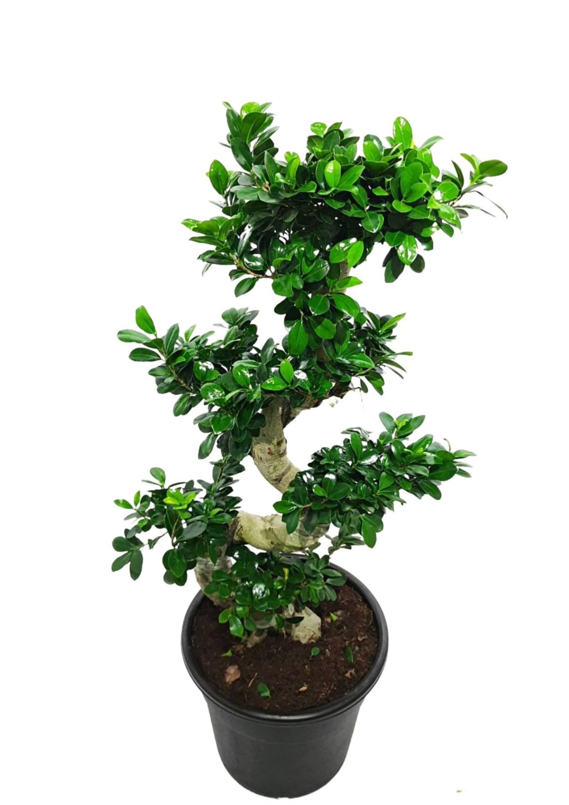 Retusa-S-Shape-Bonsai-Ficus-Ginseng-3-scaled-1-2 Ficus "S" Bonsai 50 - 70cm - Image 1