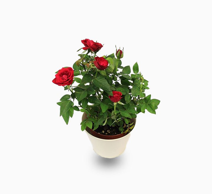 Rose-Plant-1-1_5508723d-62a7-4455-93ec-9f8cbd0a2f7a.jpg Rose plant indoor 20 – 30cm - Image 1