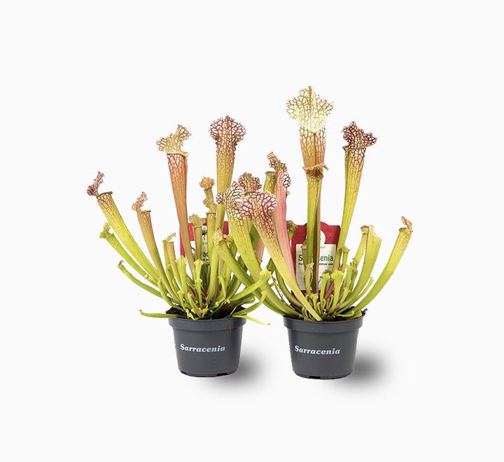 Sarracenia-Leucophylla-e1624437047488-1_74787bc7-504e-4fe6-9150-d0d8766f6c2a.jpg Sarracenia or American Pitchers - Image 1