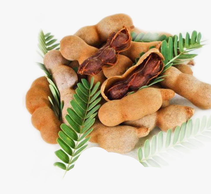 Tamarindus-fruit-Green-souq-e1652854310641.png Tamarindus indica or Tamarind Tree شجرة التمر الهندي - Image 1