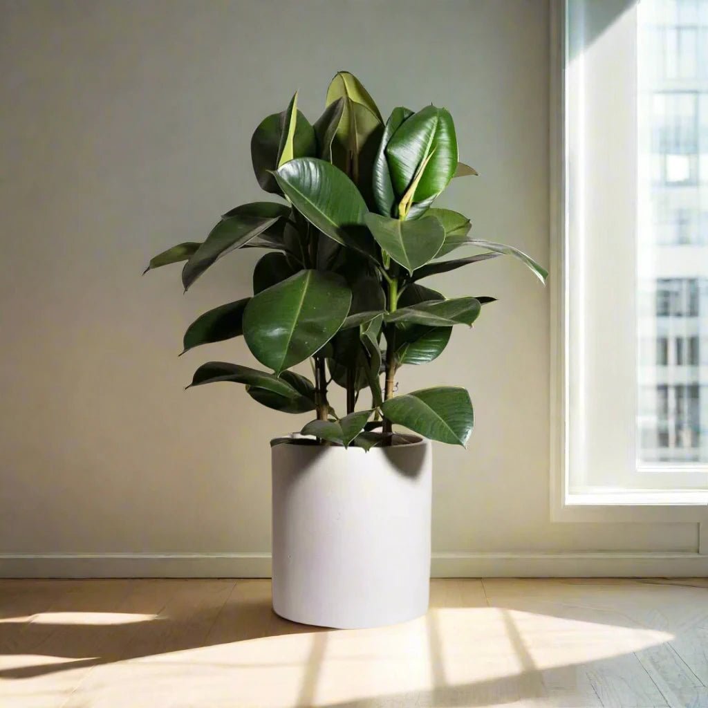 Untitled_design_-_2024-02-19T122333.841.jpg Ficus elastica or Rubber Plant Holland - Image 1