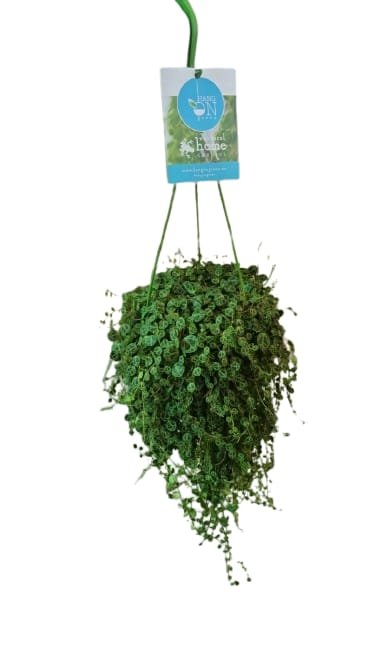 WhatsApp Image 2026-05-28 at 6.35.19 AM Ceropegia woodii or String of Hearts - Image 1