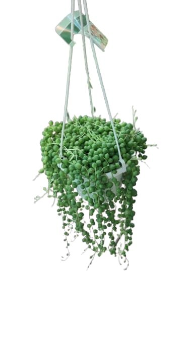 WhatsApp Image 2026-05-28 at 7.35.34 AM String of Pearls or Senecio Rowleyanus 10-15cm spread - Image 1