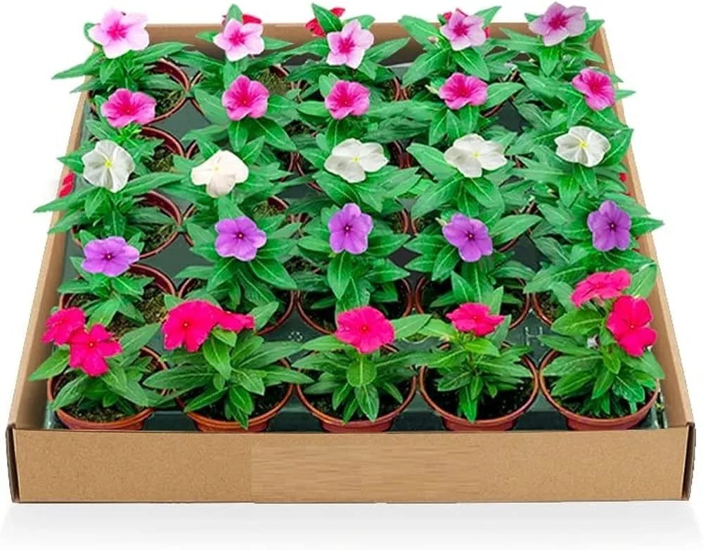 WhatsApp Image 2026-05-31 at 5.38.48 PM Vinca flowers 10 - 15cm - Image 1