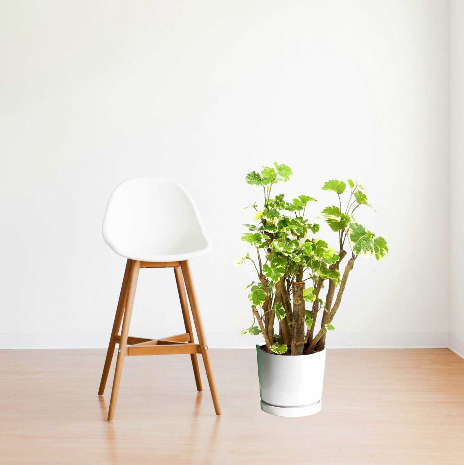 WhitePotReducedsize_0332a7ab-a108-4613-a4ae-a619e3171636.jpg Polyscias scutellaria "Shield Aralia" 30-40cm - Image 1
