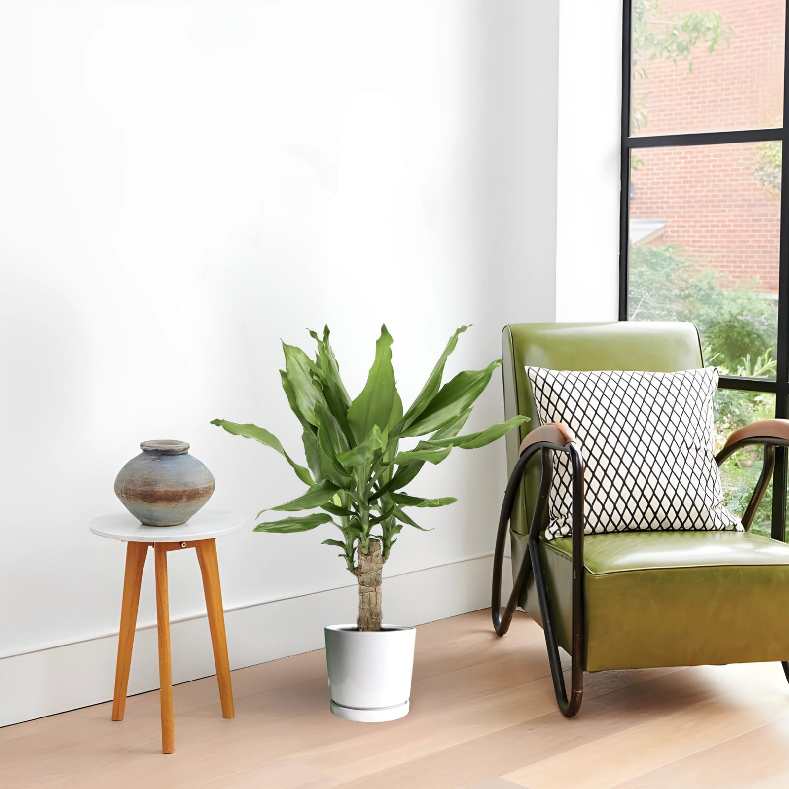 WhitePot_bba1ec40-df99-4193-8ae6-bd2d332b8221.jpg Dracaena Fragrans Green Mini | Massangeana Green Mini - Image 1