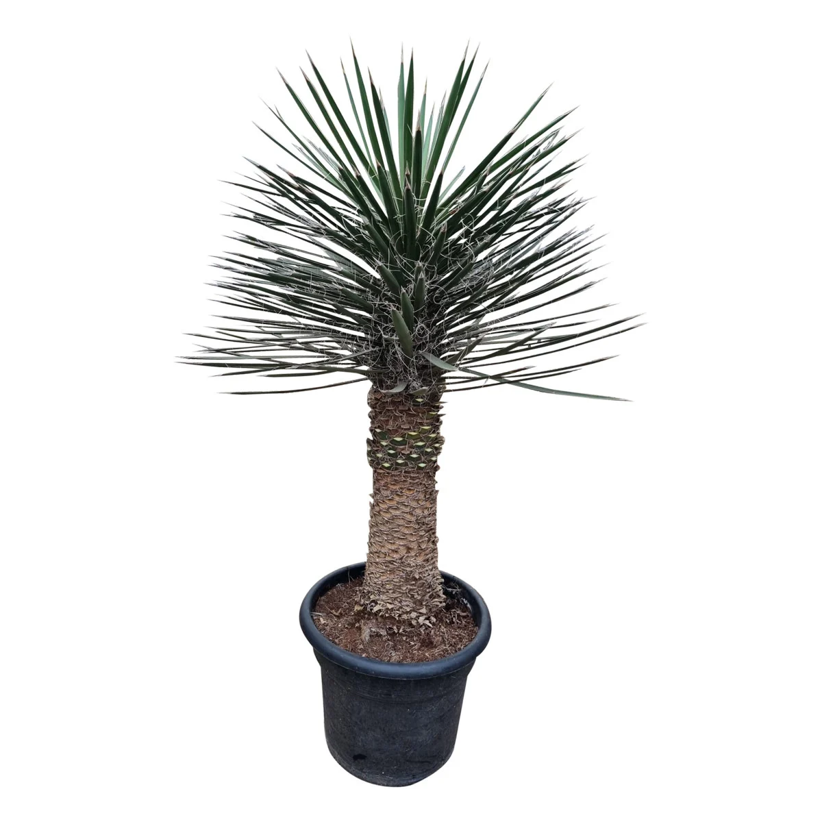 Yucca-Aloifolia-Yucca-Filifera Yucca Filifera "Yucca Aloifolia" 2.0-2.5m - Image 1