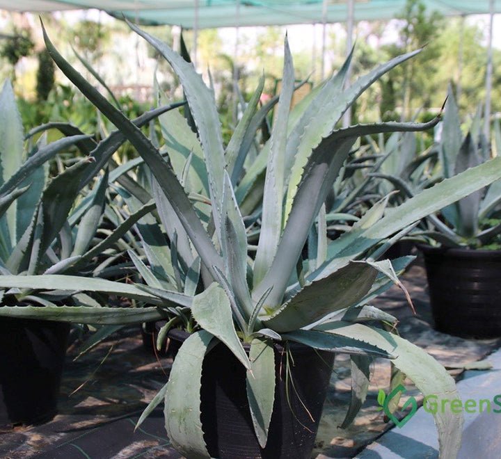 agave-americana-squashed.jpg Agave Americana or Century Plant - Image 1