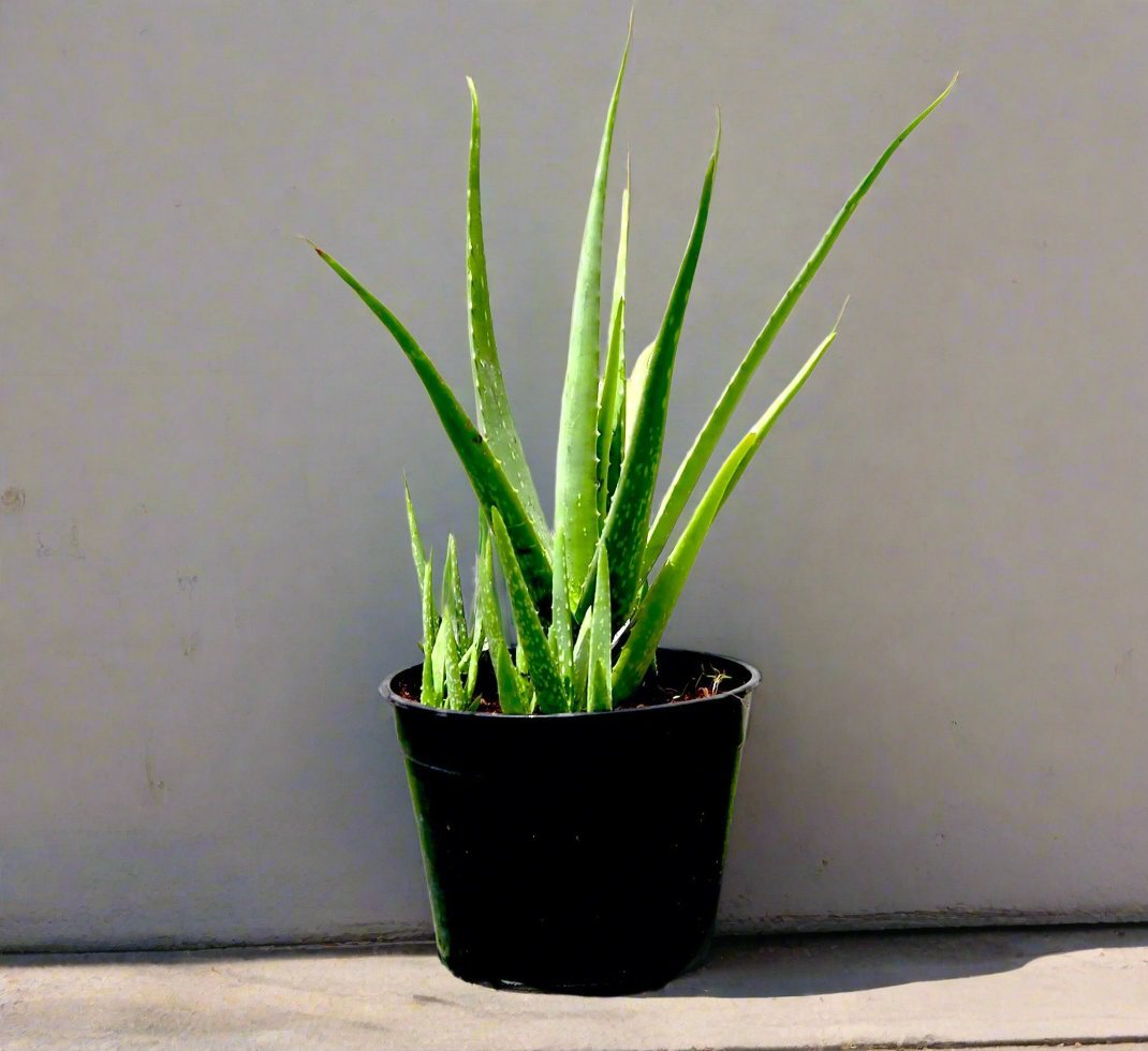 aloe_vera_new_fd9444d7-8638-445c-a797-e17d0b268986.jpg Aloe vera, Medicina Aloe, Savila Or الألوة فيرا - Image 1