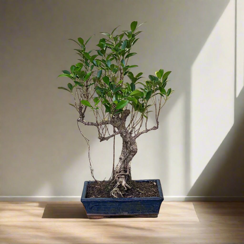 bonsai_mini.jpg Mini Bonsai Mixed with Bowl 40-50cm - Image 1