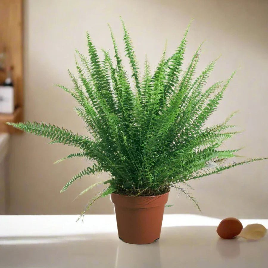 boston_fern_greensouq_2024.jpg Nephrolepis exaltata "Green Lady", Boston Fern or Sword Fern - Image 1