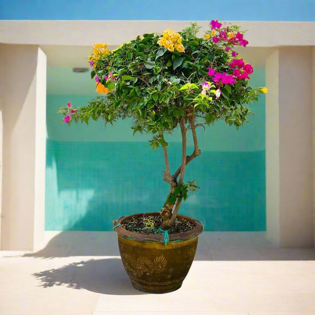bougainvillea-02.jpg Bougainvillea Specimen "Single Head" - Image 1