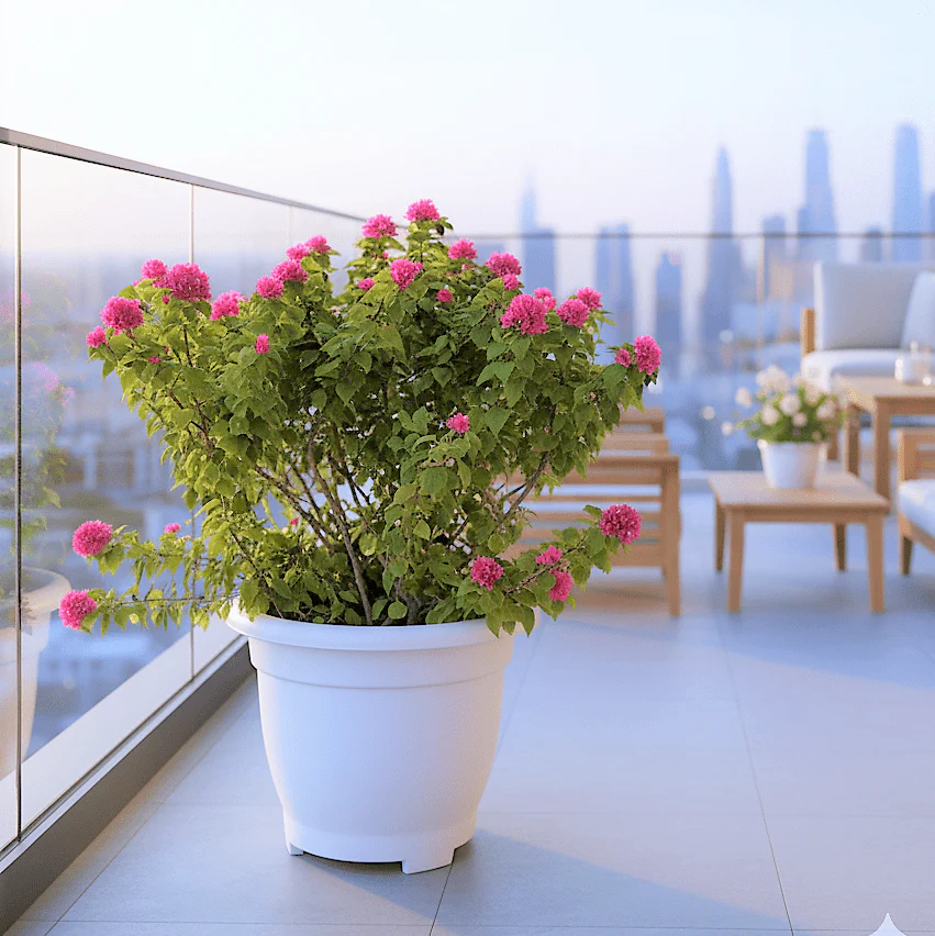 bougainvillea-pink-pixie-in-20-cosmoplast-round-pot-4816232_1200x1201 Bougainvillea Pink Pixie in 20″ Cosmoplast Round Pot - Image 1