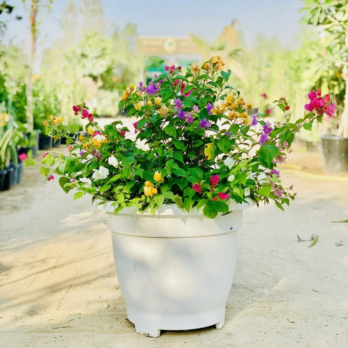 bougainvillea-purple-orange-mix-in-20-cosmoplast-round-pot-2749963_1198x1198 Bougainvillea Purple Orange Mix in 20″ Cosmoplast Round Pot - Image 1