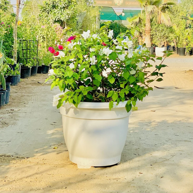 bougainvillea-white-mix-in-20-cosmoplast-round-pot-5346590 Bougainvillea White Mix in 20″ Cosmoplast Round Pot - Image 1