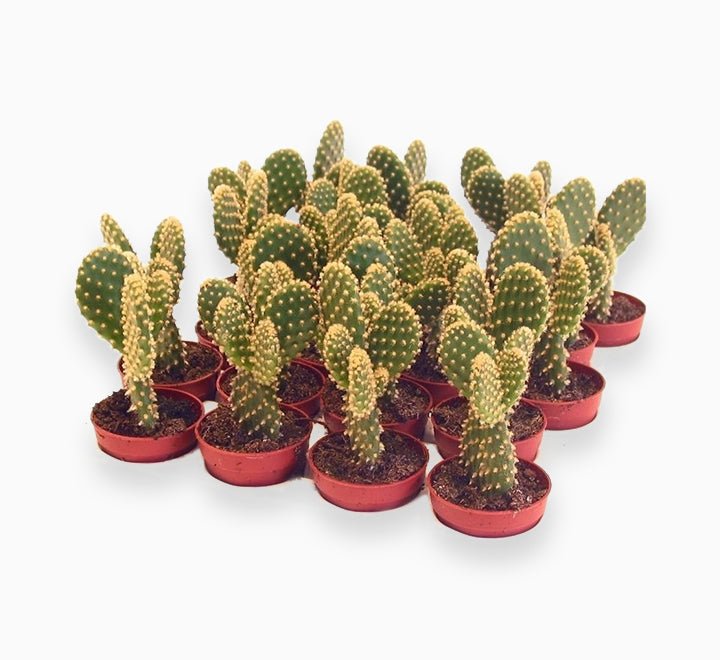 cactus-opuntia-e1600463508991-1_0a8f26bb-4f23-441e-b964-28f296c4c71c.jpg Cactus Opuntia or Bunny Ears 5-8cm - Image 1