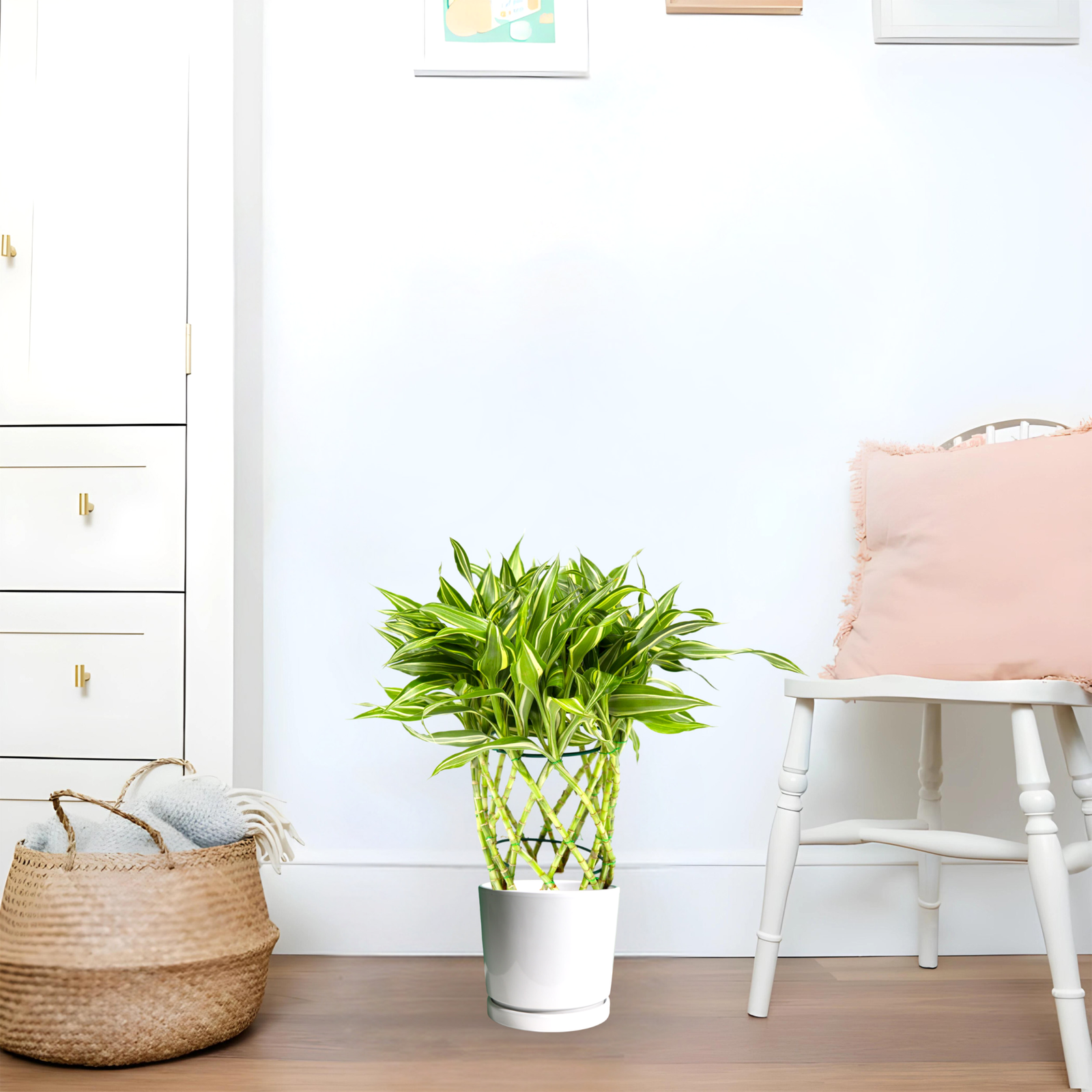 ceramicsfinalreducedsize.png Dracaena Sanderiana | Ribbon Dracaena - Image 1