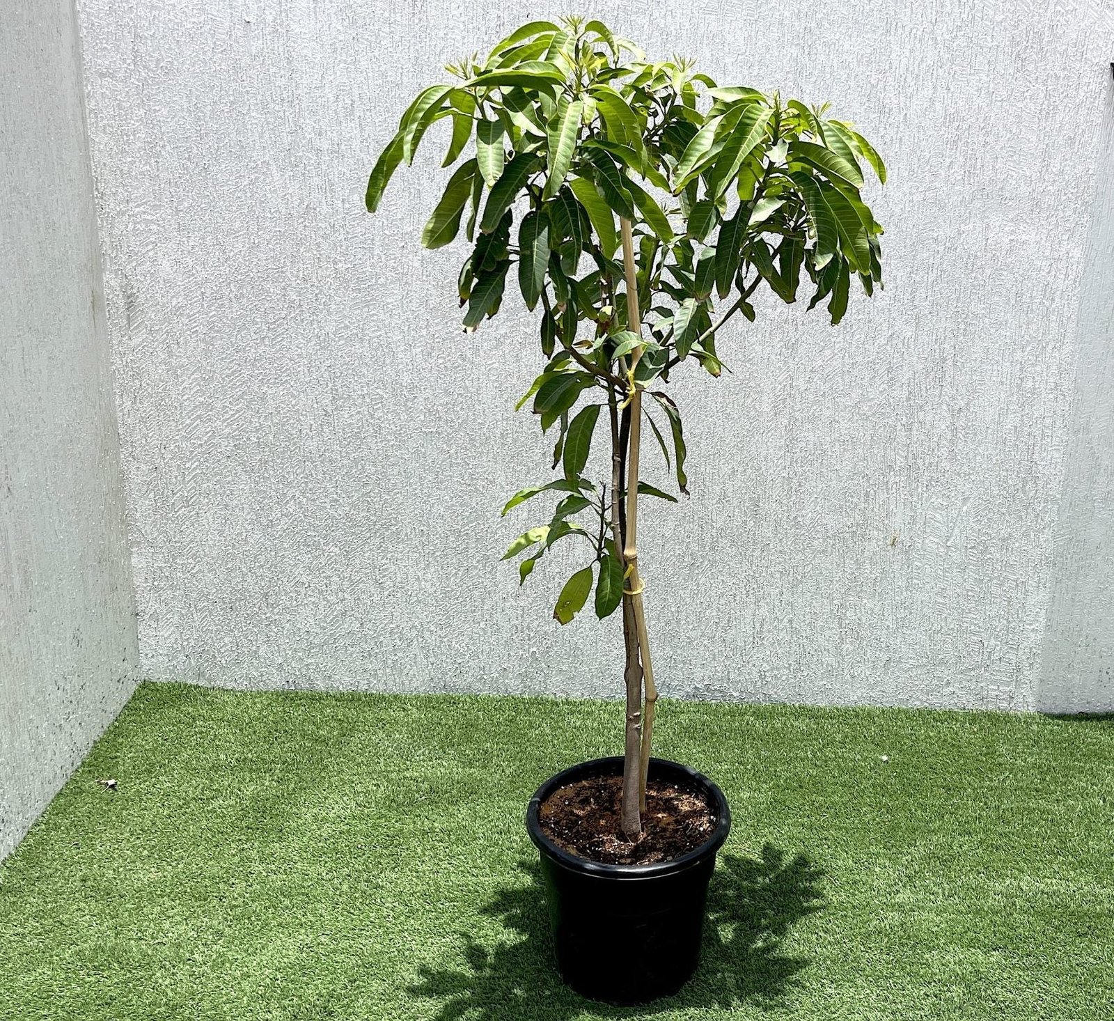 chunsa-scaled-e1655120932482_2e46264e-b04d-40b8-9db9-538644c519fc.jpg Mango Plant "Chaunsa" Pakistan's Delicious Small Mangoes 1.2-1.5m - Image 1