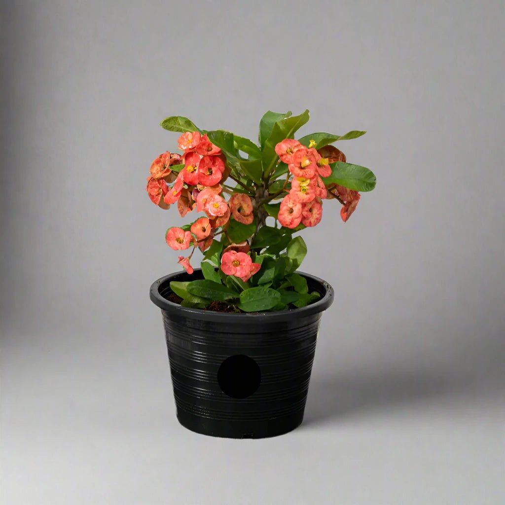 crown_of_thorns_1.jpg Euphorbia millii Or Crown of Thorns 25 - 35cm - Image 1