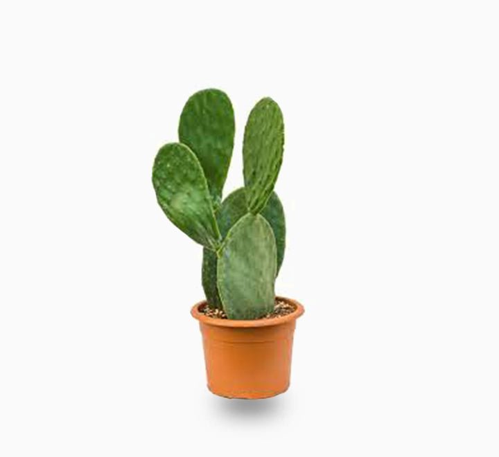 download.jpg Opuntia ficus indica “Barbary or Indian Fig” 40-60cm - Image 1