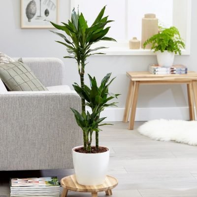 dracaena_art Dracaena fragrans "Janet Craig" - Image 1