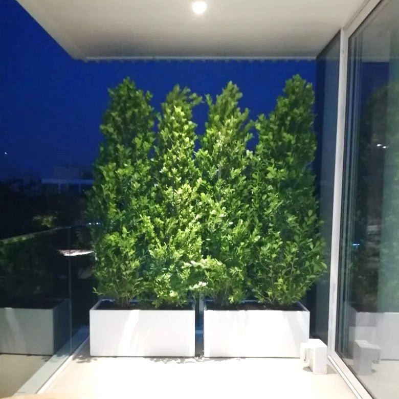 ficusconeingrpfinal.jpg 2x Ficus Cone in Fiber Glass Pot (1.8m to 2m) - Image 1