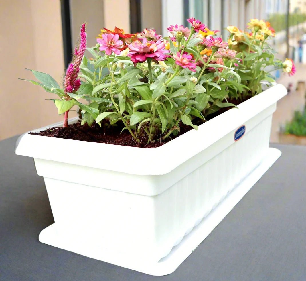 floweringplanter1.jpg Seasonal Flowering Plants Mix in Cosmoplast White Pot 15 Ltr - Image 1