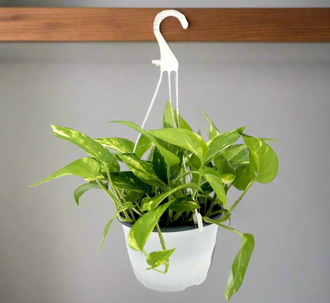 hanging_moneyplant.jpg Hanging Money Plant "Epipremnum aureum" - Image 1