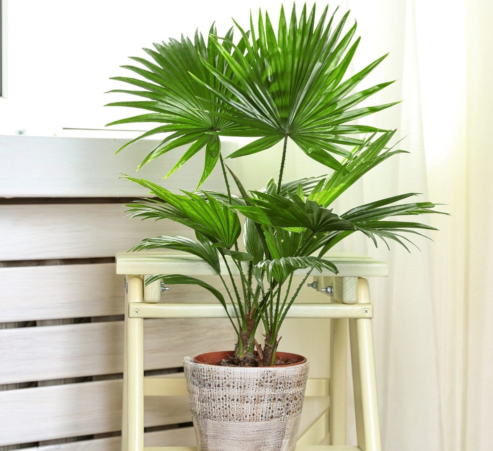 livistona-palm-p7356-52673_zoom-e1704976265329_a6d032bc-d679-4776-8084-bdc287decdaa.jpg Livistona Palm | Chinese Fan palm - Image 1
