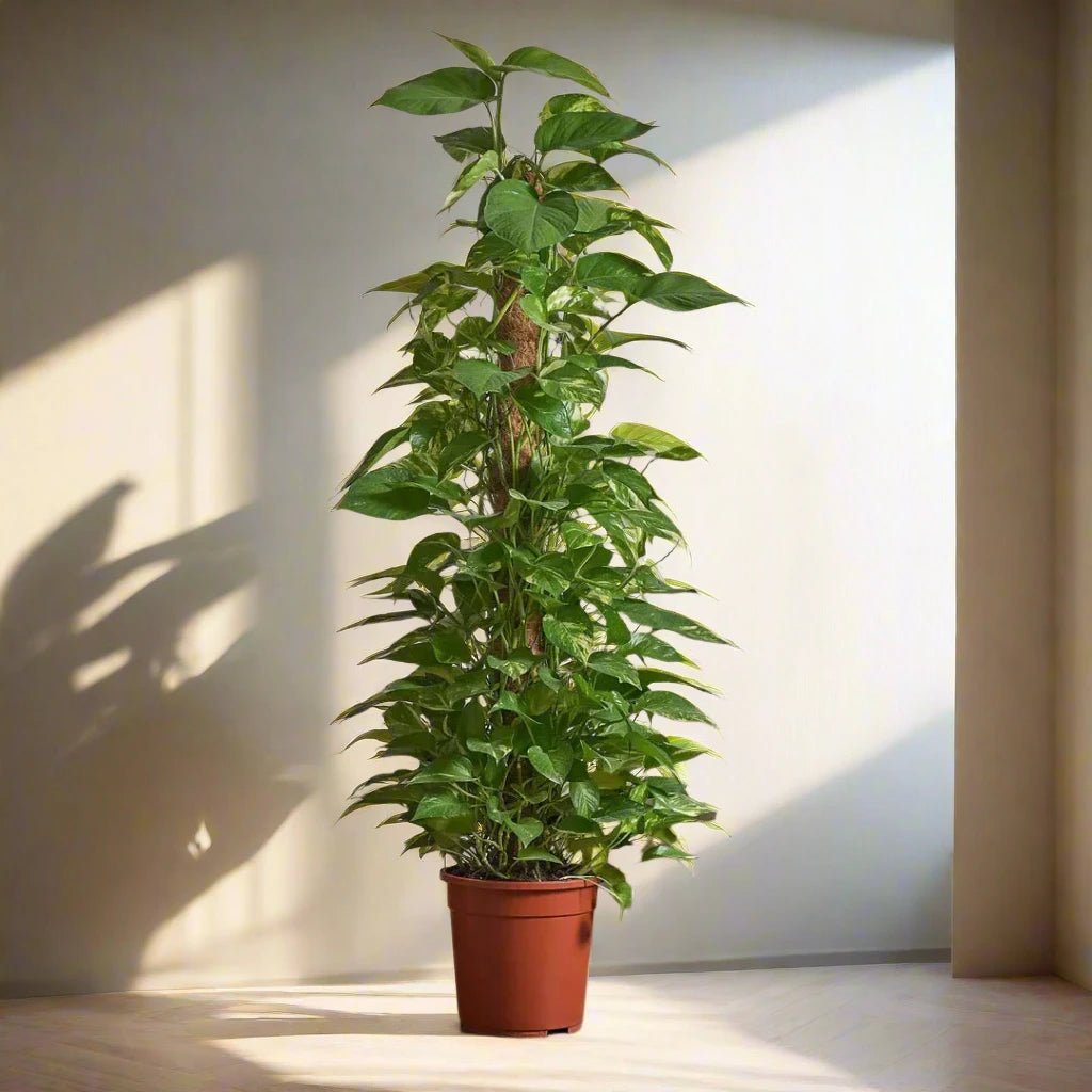 money_plant_plants.jpg Money Plant, Epipremnum Aureum Mosstok - Image 1