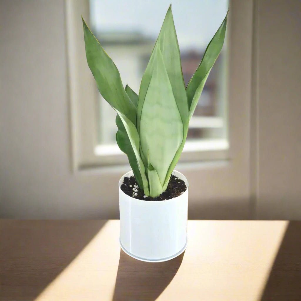 moonshine_snake_plant_g.jpg Snake Plant "Moon Shine" 25-30cm - Image 1