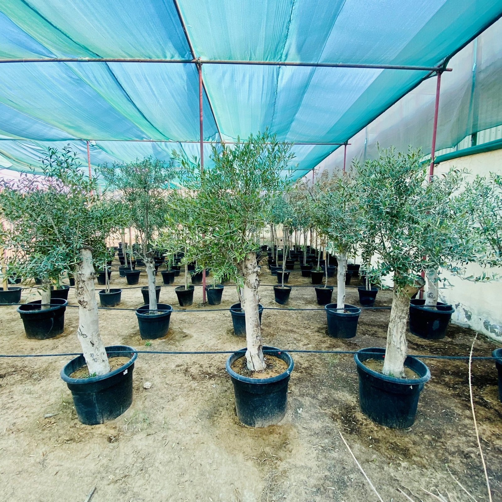 olive_1450_nos3.jpg Olea europea or Mature Olive Tree 1.5-1.7m, 40-60mm Dia - Image 1