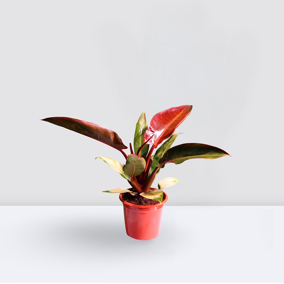 reduced4.jpg Philodendron Red Sun - Image 1