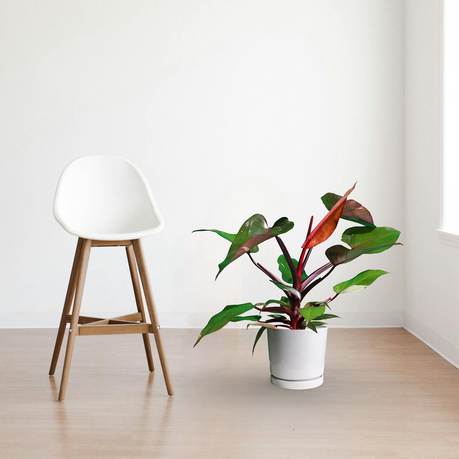 reducedsize.jpg Philodendron Pink Princess - Image 1