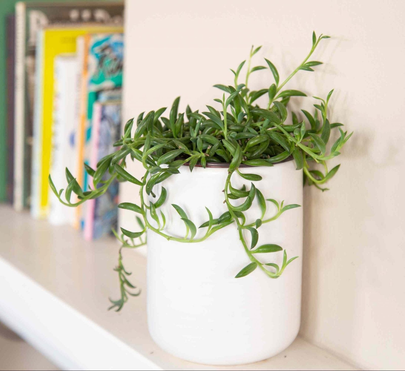 string-of-bananas-plants-scaled-e1650918485898_a3812124-77de-41ba-bb3f-84c1117f816c.jpg Senecio radicans "String of Bananas" 15 - 20cm spread - Image 1