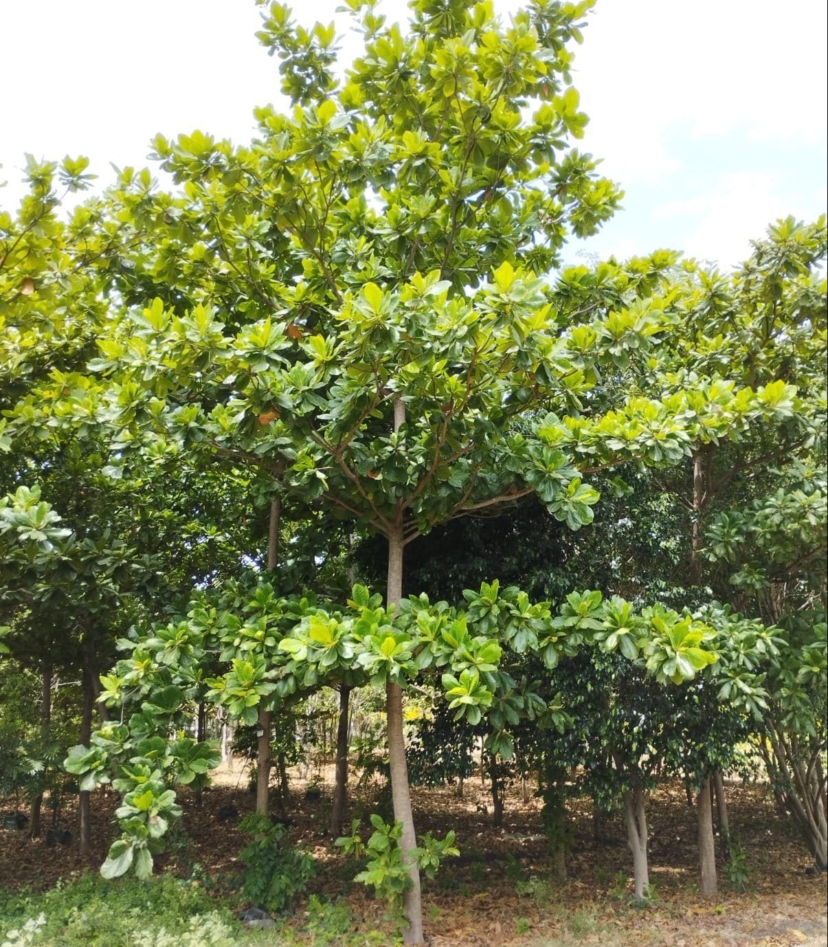 terminalia-catappa-plant-e1694761631102_a33e83cb-0dc8-4118-b3d8-79692f8c6dc1.jpg Terminalia catappa "Indian Almond Tree" شجرة اللوز الهندية - Image 1