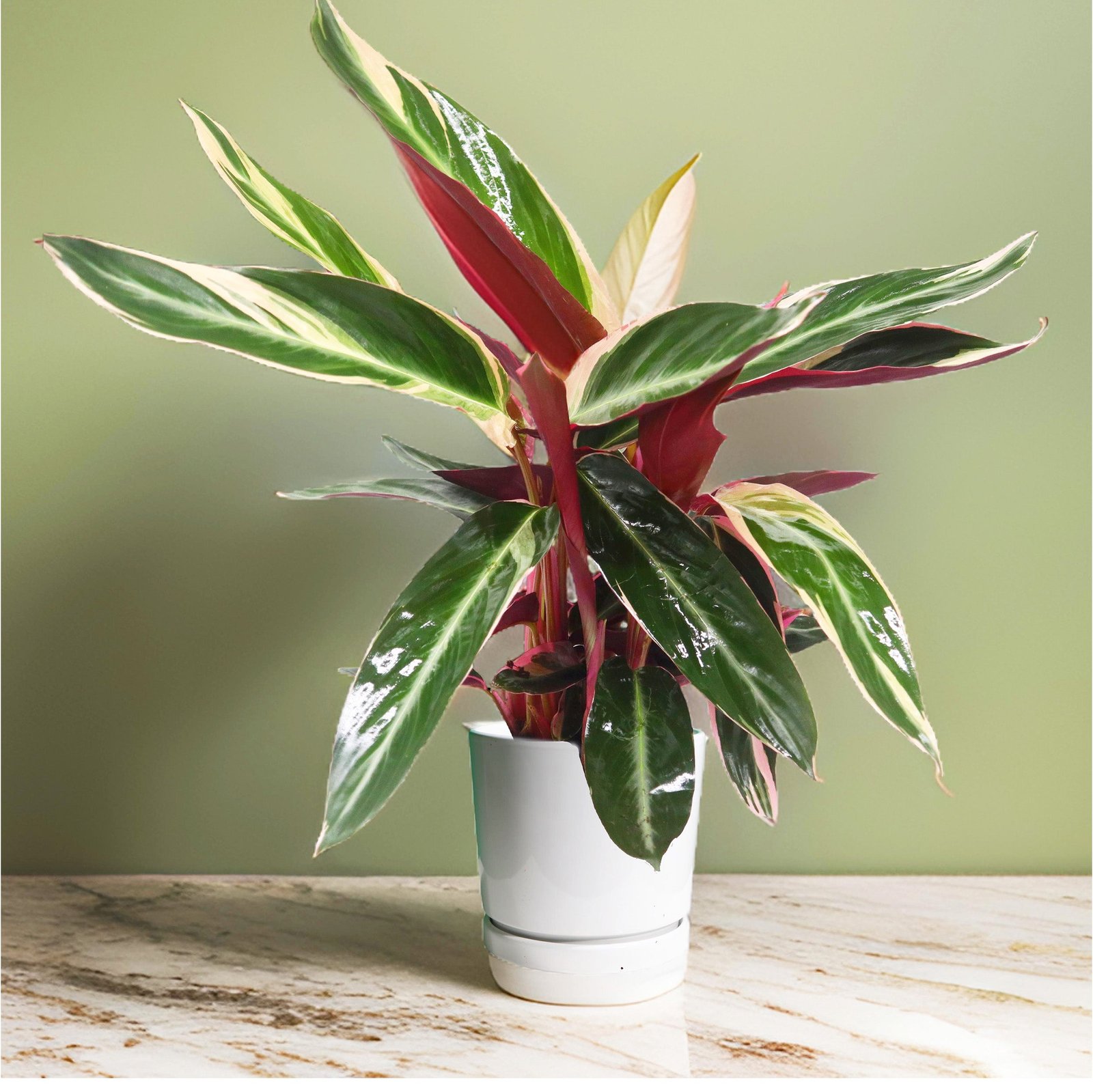 triostar_ceramics_fixed2_e1859362-b573-4ba5-9bb6-e81dd1c97d42.jpg Triostar (Stromanthe Sanguinea) - Image 1