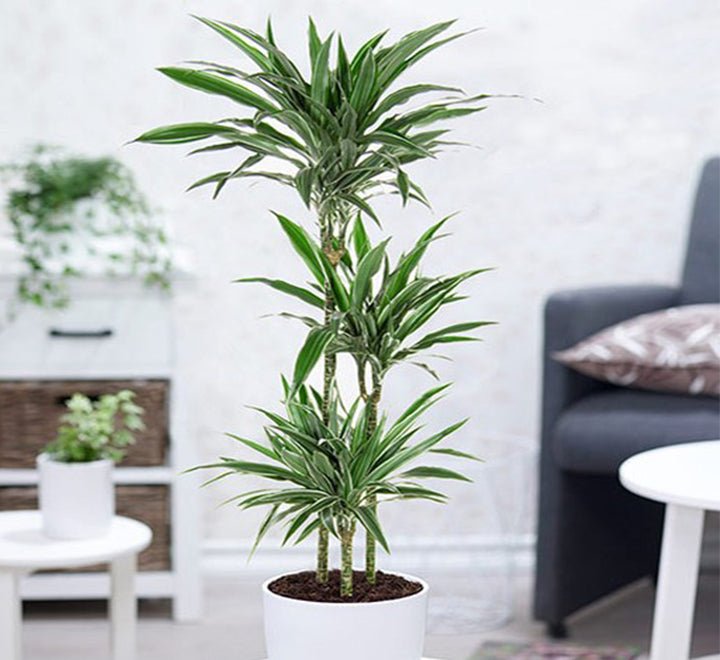 warnecki-1_49d0bd8d-adec-4683-a67f-d4ec575bd712.jpg Dracaena fragrans deremensis "Warneckei" - Image 1