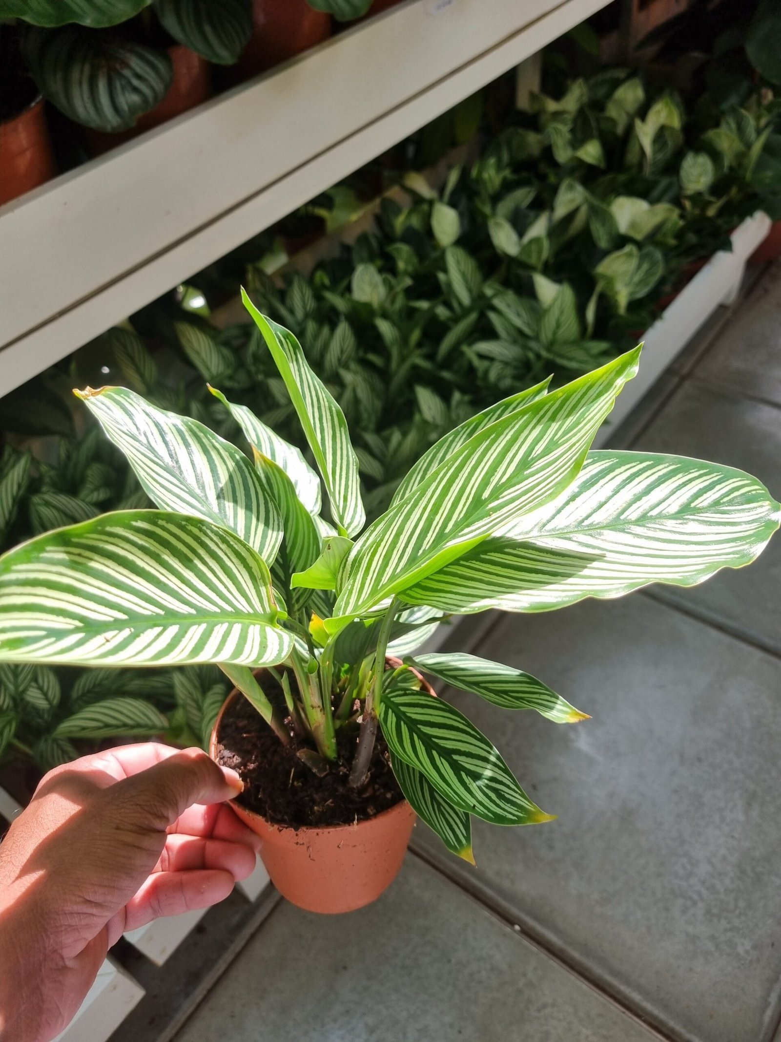 20250211_135914 Calathea Vittata - Image 1