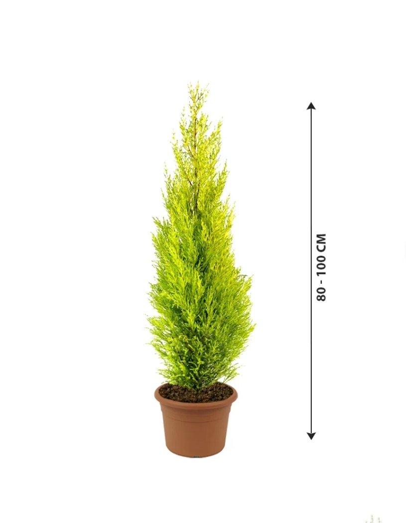 Screenshot_20250212_181118_Chrome Lemon Cypress- Goldcrest - Image 1