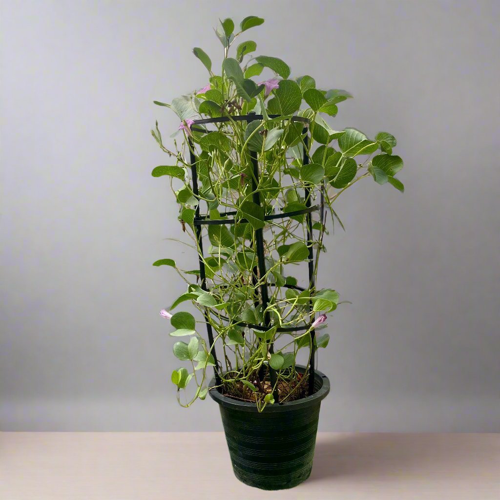 WhatsApp Image 2026-05-16 at 12.49.47 PM Ipomoea pes-caprae, Railroad Vine or Railway Creeper - Image 1