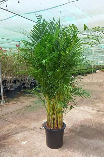 product-jpeg-500x500 Chrysalidocarpus lutescens or Areca Palm From China (نخلة الأريكا الصفراء) - Image 1