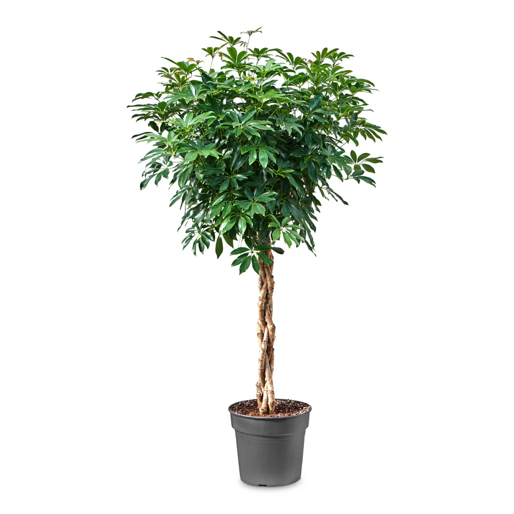 Schefflera-arboricola-Compacta-Dwarf-Umbrella-Tree-Twisted-Stem-34x160cm_1400x Schefflera Braided Trunk “Umbrella Tree” Ht.1.2 - 1.5m - Image 1