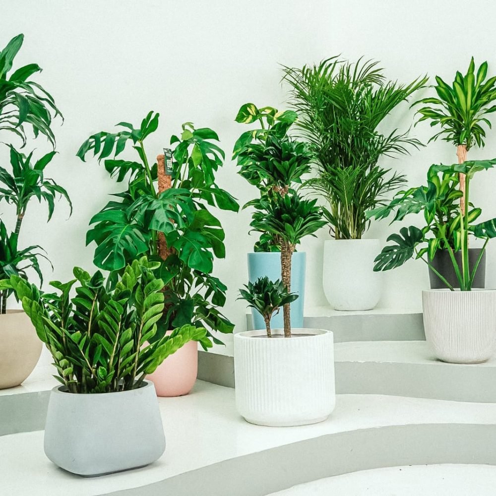 rentalplant (1)