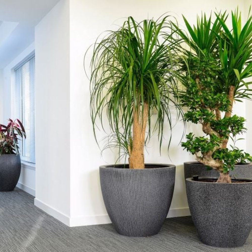 rentalplant (3)
